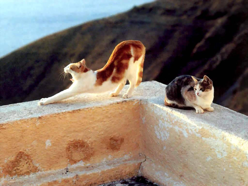 Gatti (118)